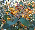 Daviesia latifolia
