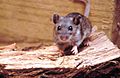 Deer mouse, Peromyscus maniculatus 8360 lores.jpg