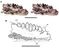 Echinodon becklesii dentary