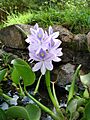 Eichhornia crassipes