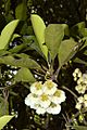 Elaeocarpus bancroftii flowers