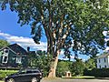 Elm Tree in Lee, MA - August 2020