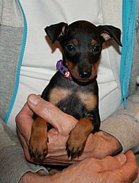 English Toy Terrier (Black & Tan) puppy