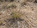 Eragrostis lehmanniana