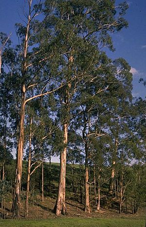 Eucalyptus globulus subsp. maidenii.jpg