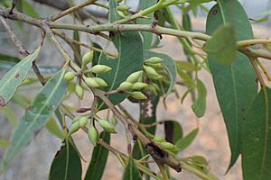Eucalyptus helidonica buds