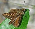 Euphyes arpa