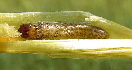 European Corn Borer (15350098570)