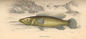 FMIB 38635 Cychia labrina.jpeg