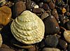 Fanshell mussel cyprogenia stegaria