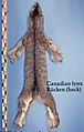 Felis lynx canadensis (Canadian lynx) fur skin back