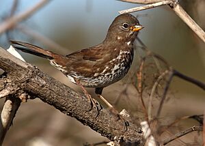FoxSparrow-Sooty-4DEC2017