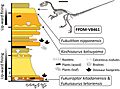 Fukuivenator skeleton and stratigraphy