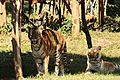 Great Indian Tiger 3 at Indira Gandhi Zoological Park, Visakhapatnam