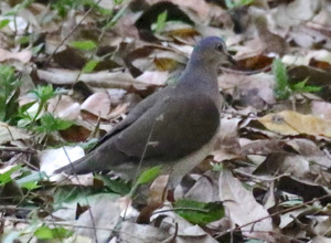 Grey-headed Dove