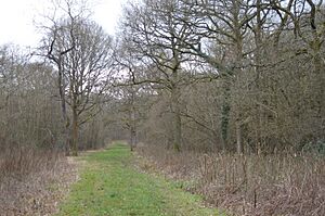 Ham Home Wood 7