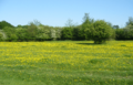 Hatfield Forest 1