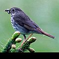 Hermitthrush63