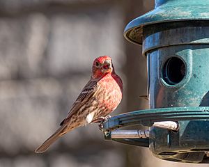 House finch at Green-Wood Cemetery (50121)