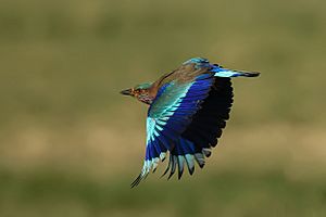 Indian roller dxb