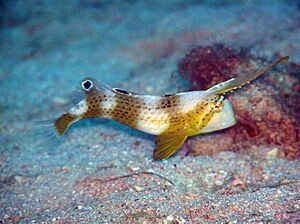 Juvenile Blue Razor Wrasse.jpg