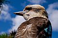 Kookaburra close-up