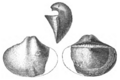 Kutorgina cingulata