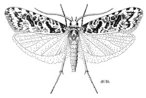 LEPI Carposinidae Heterocrossa eriphylla.png