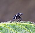 Lanternfly nymph - 06.13.22