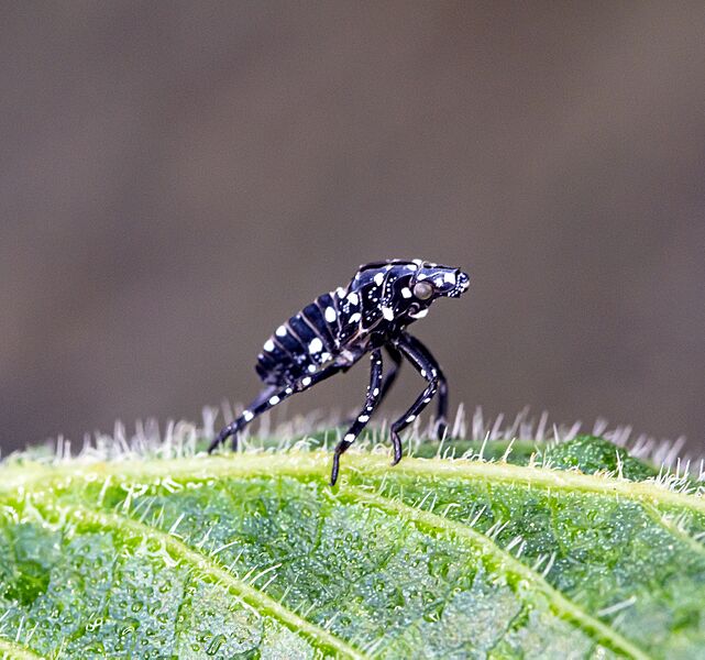 Lanternfly nymph - 06.13.22