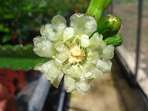 Leptocereus grantianus flower.jpg