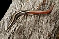 Lerista bougainvillii, South-eastern Slider (41010036484)