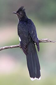Levaillant's Cuckoo, or African Striped Cuckoo, Clamator levaillantii, at Shingwedzi, Kruger Park (14525276974)