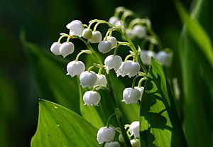 Lily of the valley 777