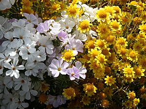 Linanthusgrandiflorus goldfields.jpg
