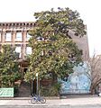 Magnolia Tree Center Bk jeh