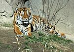 MalayanTiger PantheraTigrisJacksoni.jpg