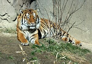 MalayanTiger PantheraTigrisJacksoni