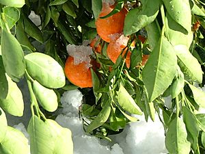 Mandarin Oranges in the Snow