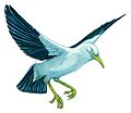 Mauritius starling