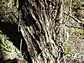 Melaleuca rhaphiophylla (bark)