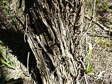 Melaleuca rhaphiophylla (bark)