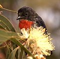 Mistletoebird wynn05