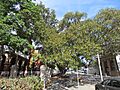 Moreton Bay Fig Tree, Royal Perth Hospital, January 2021 01
