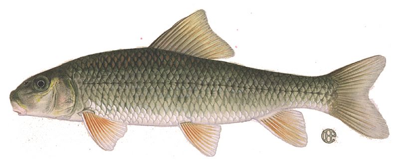 Moxostoma erythrurum