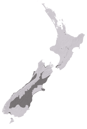 NZAcrididae13.png