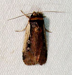 Ochropleura implecta – Flame-shouldered Dart Moth.jpg
