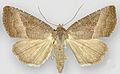 Ogdoconta cinereola female