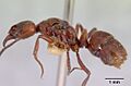 Pachycondyla castaneicolor casent0172338 profile 1