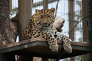 Panthera pardus orientalis (lying, inquisitive)